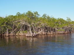 Everglades_82e