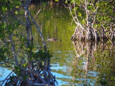 Everglades_840